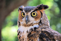 Great Horned Owl by Rosalie Scanlon