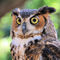 Boyd-hill-park-091-great-horned-owl-one