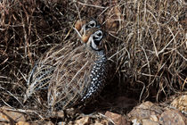 Camouflage Quail by Kathleen Bishop