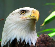 American  Bold Eagle by Maks Erlikh