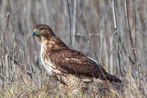 Red-tailed Hawk in Winter Plumage von Kathleen Bishop