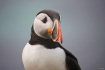 [impressions of scotland] - puffin portrait II by meleah