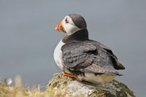 [impressions of scotland] - puffin "watching" by meleah