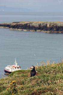 [impressions of scotland] - puffin "Fernweh" by meleah