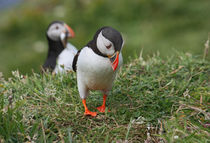 [impressions of scotland] - puffin " no fish :-( " by meleah