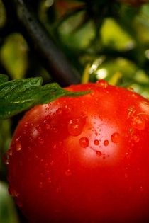 a little bit of water makes tomato smile - Ein wenig Wasser zaubert der Tomate ein lächelndes Gesicht by mateart