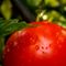 A-little-bit-of-water-make-tomatos-smile