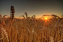 Weizen by photoart-hartmann