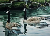 Canadian Geese by peter jurik