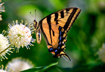 Yellow Swallowtail Butterfly von agrofilms