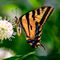 Yellow-swallowtail-org