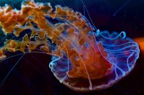 Blue Jellyfish von Ernesto Arias