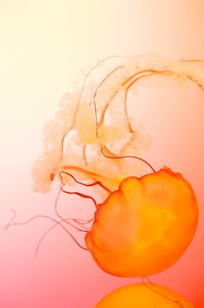 Jelly-fish-orange