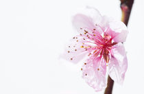 Almond blossom by Pieter Tel