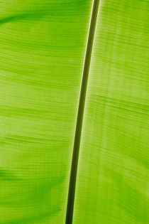 Banana leaf by Pieter Tel