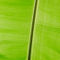 Banana-leaf
