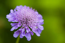 Purple flower against green background von Pieter Tel