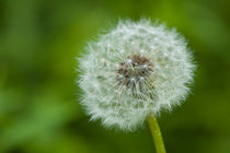 Close up of a dandelion by Pieter Tel