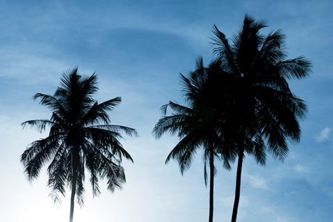 Palm-trees