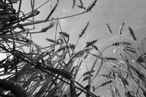 Im Weizenfeld - In Wheat Field by ropo13