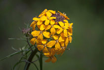 Yellow Ball Flower von agrofilms