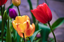 Yellow And Red Tulips by agrofilms