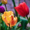 Yellow-and-red-tulips-org