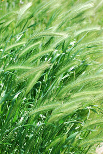 Wheat Grass von agrofilms