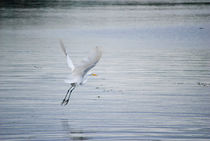 White Egret Flying by agrofilms
