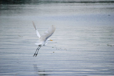 White-egret-flying-org