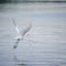 White-egret-flying-org