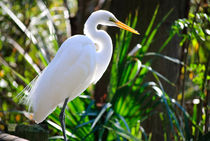 White Egret von agrofilms