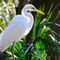 White-egret-org