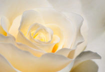 White Rose Blooming von agrofilms