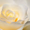 White-rose-blooming-org