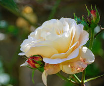 White Rose With Buds by agrofilms