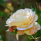 White-rose-with-buds-org