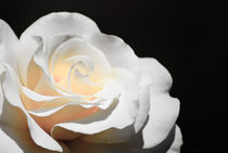 White Rose von agrofilms