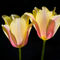 Twin-sister-tulips-org