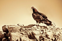 Turkey Vulture by agrofilms