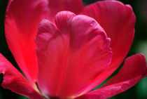 Tulip Petals von agrofilms