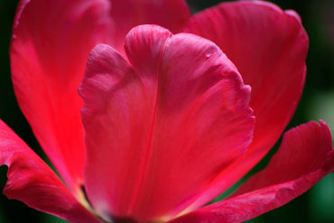 Tulip-petals-org