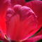 Tulip-petals-org