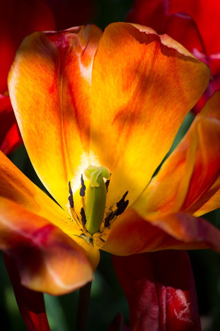 Tulip-in-the-shadows-org