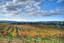Vines in Fields by agrofilms