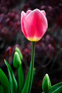 Tulip And Buds by agrofilms