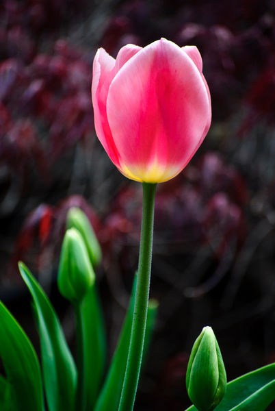 Tulip-and-buds-org