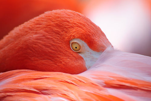 Tucked-in-flamingo-org