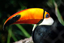 Toucan by agrofilms