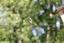 Bird on a Wire by Geir Ivar Ødegaard